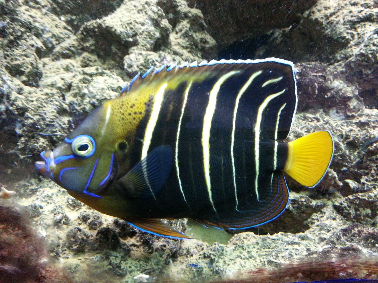 L'aquarium contient de nombreuses espèces de poissons