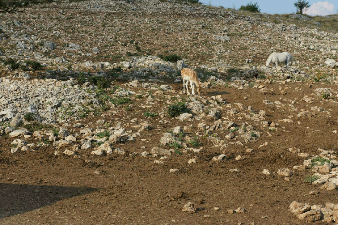 environnement naturel animal