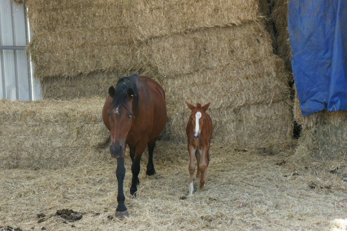 ferme animaux